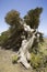 Old wind shaped juniper tree