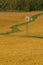 Old Windmill In A Bean Field