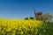 Old windmill by blossom rapeseed field and apple tree