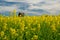 old windmill stands on a canola field