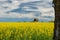 Old windmill stands on a canola field