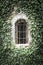 Old window entwined with ivy.