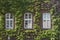 Old window entwined with wild grapes in the summer