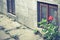 Old window and flower pots geraniums in Tuscany, Italy. Old window with flowers. Ramshackle windows with broken glass