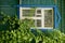 Old window on a green wooden wall overgrown vine leaves