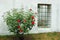 Old window and red rose bush, Bakhchisaray