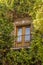 Old window with a wall full of vines.