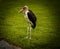 Old and wise Marabou stork.