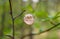 An old withered leaf on a branch in a green forest