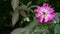 An old withering pink rose flower with a stingless bee picking or sucking dry pollen