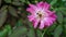 An old withering rose flower, a stingless bee looking for the nectar and flying off