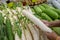 The old woman chooses chinese  radishes in the supermarket