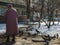 Old woman in a coat and beret feeding pigeons