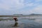 Old woman collects oysters and clams among seaweed at low tide time. The human figure is reflected on a calm surface. Muslim woman