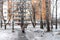 Old woman and doves in square at winter time. Pension concept.