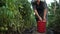 Old woman gathers ripe red tomatoes in her own garden. Eco-friendly vegetables, homestead, village life, summer holidays