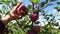 Old woman hands harvesting red apples from the branch of apple tree. Octomber season. Slow motion.