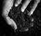 Old woman hands holding fresh soil. Symbol of spring