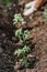 Old woman inserts tomato seedlings into the soil in spring