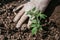 Old woman inserts tomato seedlings into the soil in spring