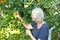 Old woman picking apples garden