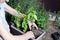 old woman planting basil seedlings