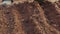 An old woman sows onion seedlings in furrows with compost close-up.