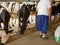 Old woman sweeping the floor to make sure the pellet food stay in place while feeding dairy cows at a farm