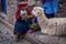 Old Women in traditional dress feeding Alpaca in Pisac, Peru