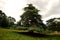 An old and wonderful cedrus or cedar tree in the Richmond Park which is a natural reserve in London United Kingdom England