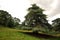 Old and wonderful cedrus or cedar trees in the Richmond Park which is a natural reserve in London United Kingdom England