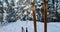 Old wood backcountry skis with ski poles standing in the snow in snowy forest