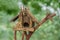 Old Wood bird house