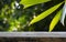 Old wood empty table for product display in front of Sea Mango leaves Cerbera Manghas, poisonous tree