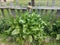 Old wood fence and green plants in garden with sign that says horseradish