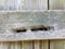 Old wood fence with holes in it from carpenter bees