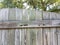 Old wood fence with holes in it from carpenter bees