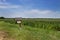 An old wood mailbox in front of a cornfield in a rural area of the Mississippi State