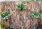 Old wood partition with flowerpots hanging in the park