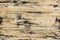 Old wood pattern textured. Grunge plank top of wooden table in r