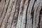 Old wood texture