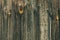 Old wood texture background with planks and rustic nails