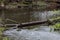 Old wood tree stuck in a small river near forest