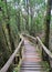 Old wood walking path through the jungle