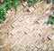 Old wood wall in diagonal patterns and green plants hanging on background