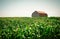 Old wooden barn in the cornfield