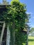 Old wooden barn covered by vines