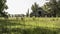 Old wooden barn in overgrown field