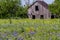 Old Wooden Barn in a Texas Field of Wildflowers