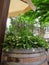 Old wooden barrel with flowers